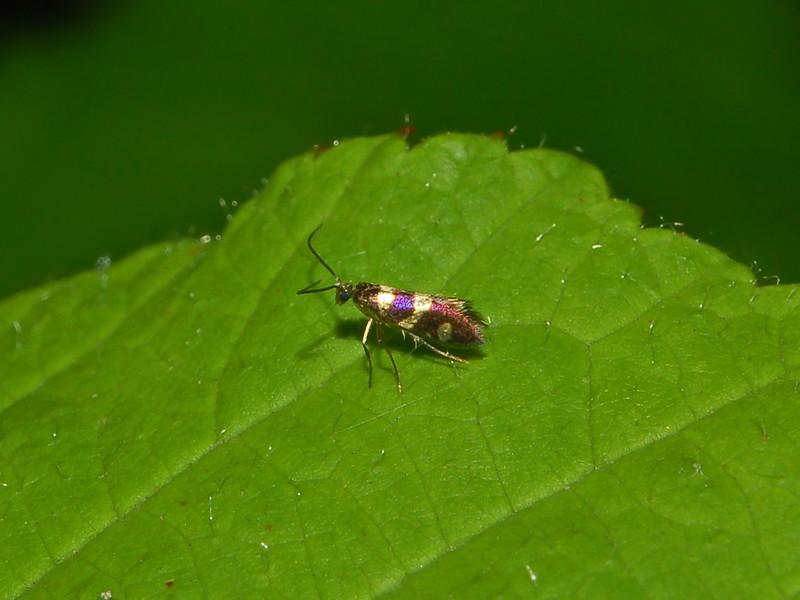 Micropterix tuscaniensis e Micropterix aruncella